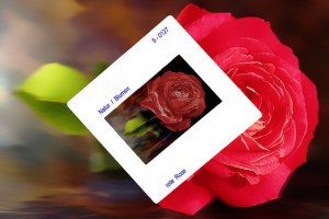 Rose Rose